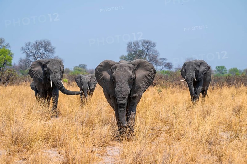 Herd of African elephants (Loxodonta africana) in dry savanna, Bwabwata National Park, Caprivi Strip, Namibia