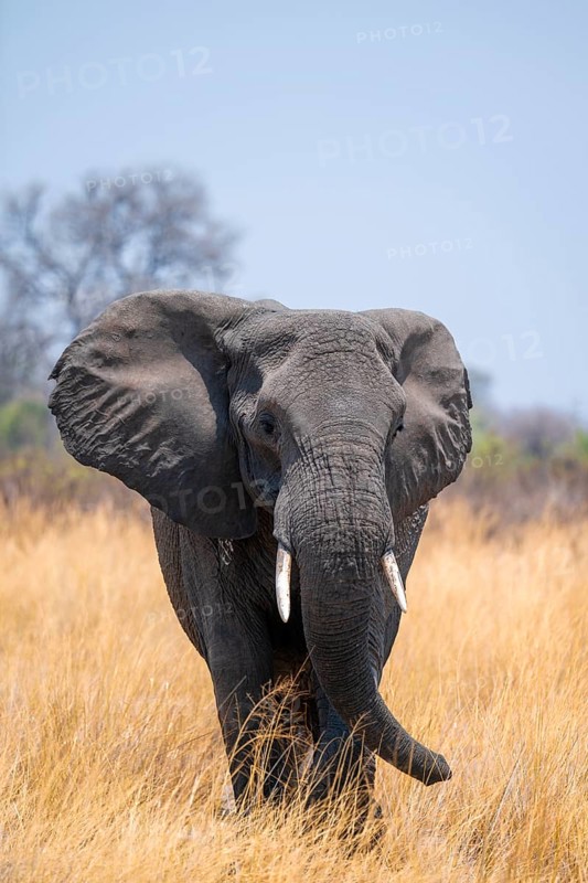 African elephant (Loxodonta africana) in dry savanna, Bwabwata National Park, Caprivi Strip, Namibia