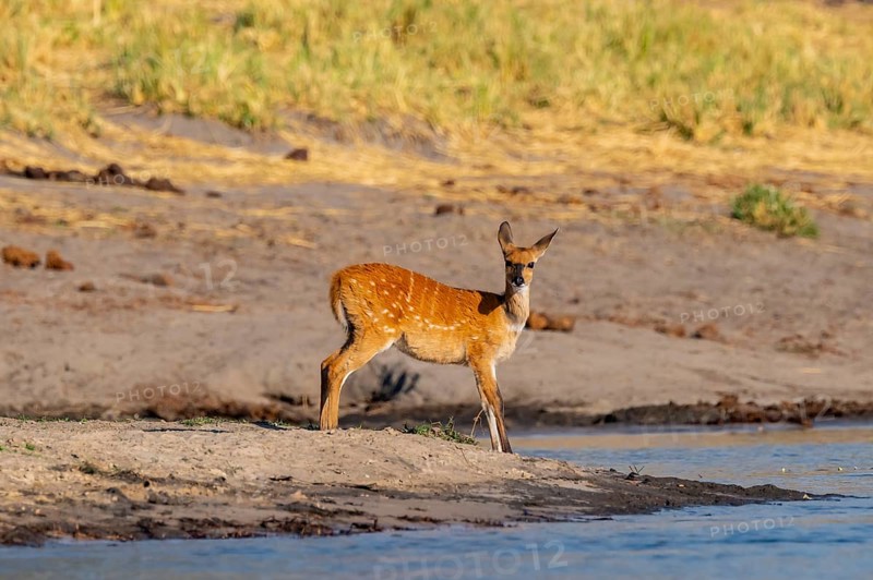 Bush buck (Tragelaphus sylvaticus) on the Okavango River, Caprivi Strip, Namibia
