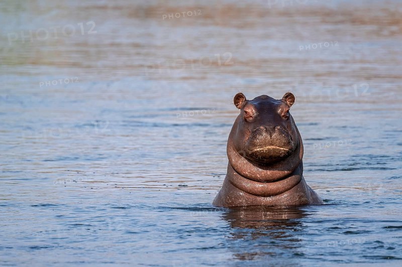 Hippopotamus (Hippopatamus amphibius) looks funny out of the water, Okavango River, Caprivi Strip, Namibia
