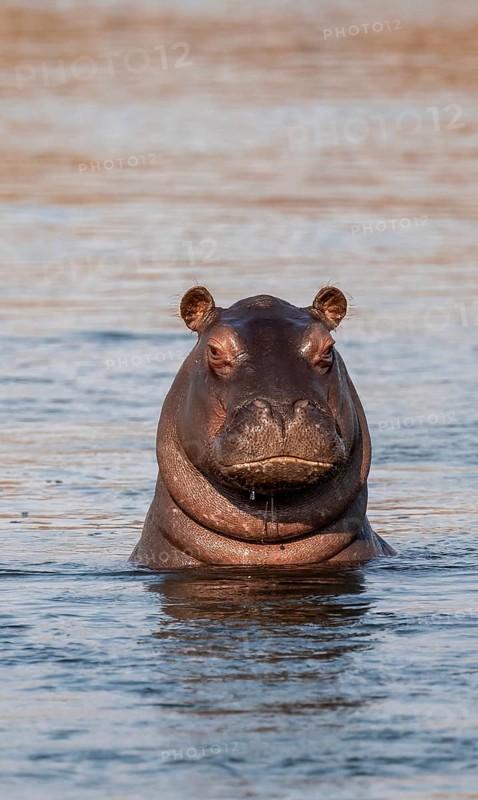 Hippopotamus (Hippopatamus amphibius) looks funny out of the water, Okavango River, Caprivi Strip, Namibia