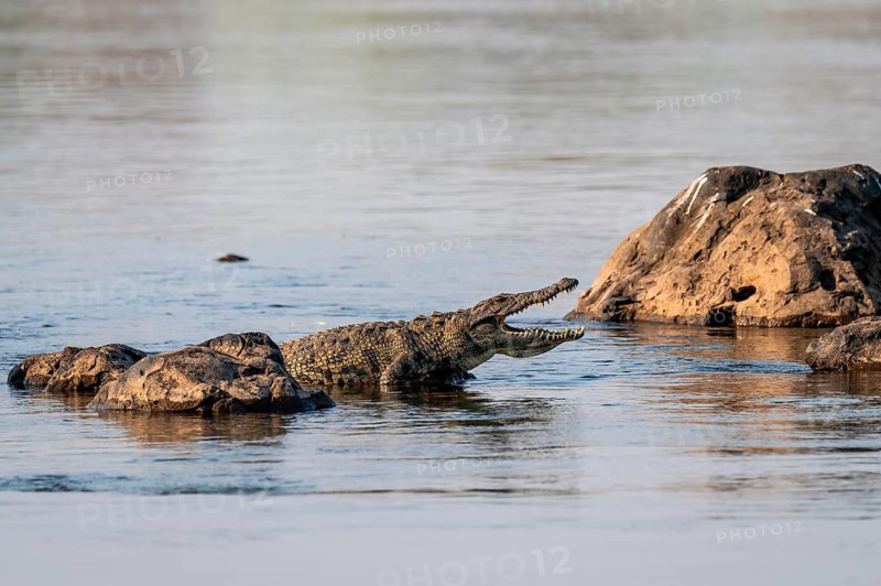 Nile crocodile (Crocodylus niloticus) runs on the Okavango River, Caprivi Strip, Namibia