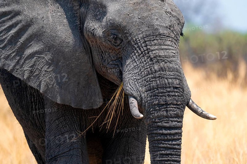 Animal portrait, African elephant (Loxodonta africana) in dry savanna, Bwabwata National Park, Caprivi Strip, Namibia