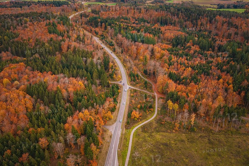 Winding road through dense autumn forest with colorful leaves, new Lindenrain industrial park, Calw, Black Forest, Germany