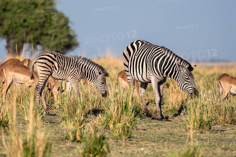 Herd of Steppe Zebras (Equus quagga), Ambient Light, Ihaha, Chobe National Park National Park, Botswan