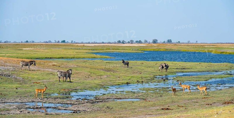 Impalas and steppe zebras (Equus quagga), landscape with Chobe River, Ihaha, Chobe National Park National Park, Botswan