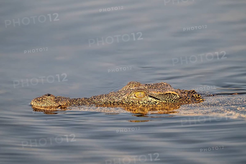 Nile crocodile (Crocodylus niloticus) swims Okavango River, Caprivi Strip, Namibia
