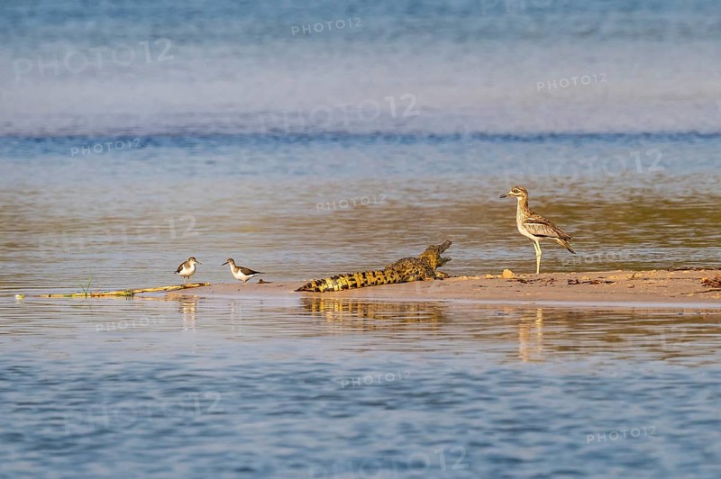 Baby Nile crocodile (Crocodylus niloticus) on the Okavango River, Caprivi Strip, Namibia