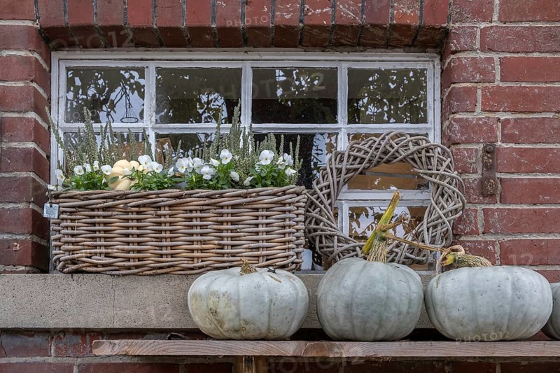 Stable window with flower decoration and pumpkins, North Rhine-Westphalia, Germany
