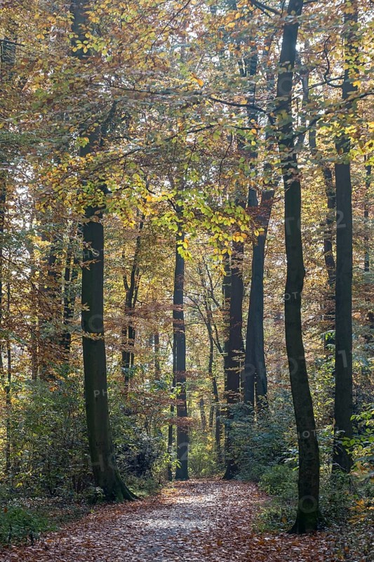 Forest trail in autumn light with tall trees and colorful foliage on the ground, Münsterland, North Rhine-Westphalia, Germany