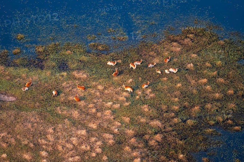 Herd of letschwe (Kobus leche), lychee bog antelope, riverbank, river landscape, aerial view, Okavango Delta, Botswana