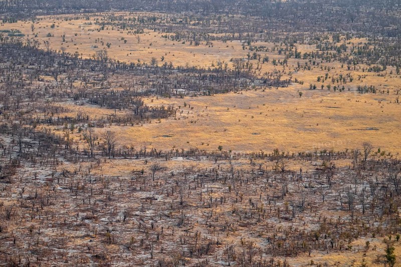Dry savanna and forest, aerial view, near Maun, Botswana