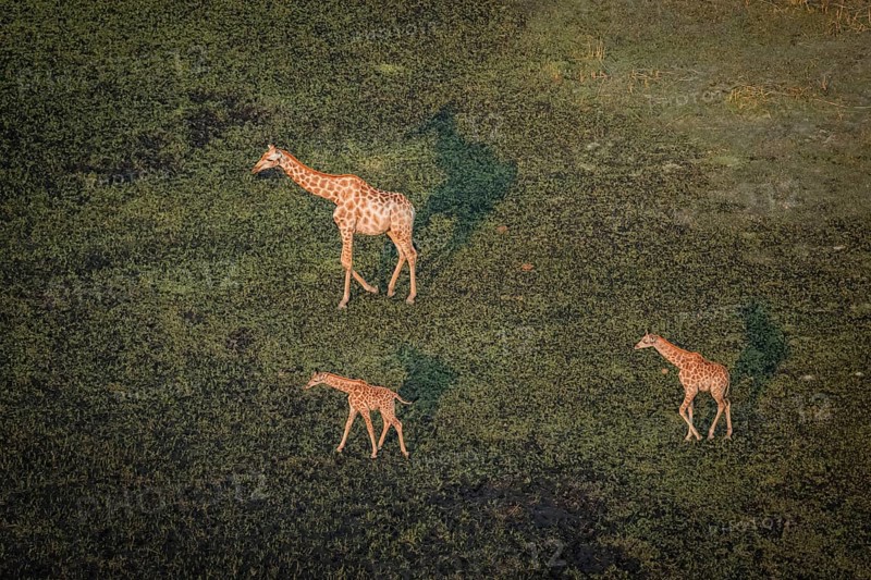 Cape giraffe (Giraffa giraffa giraffa), mother with two young animals, aerial view, Okavango Delta, Botswana