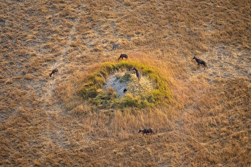 Tsessebe (Damaliscus lunatus), group on a termite hill, savanna with yellow grass, aerial view, Okavango Delta, Botswana