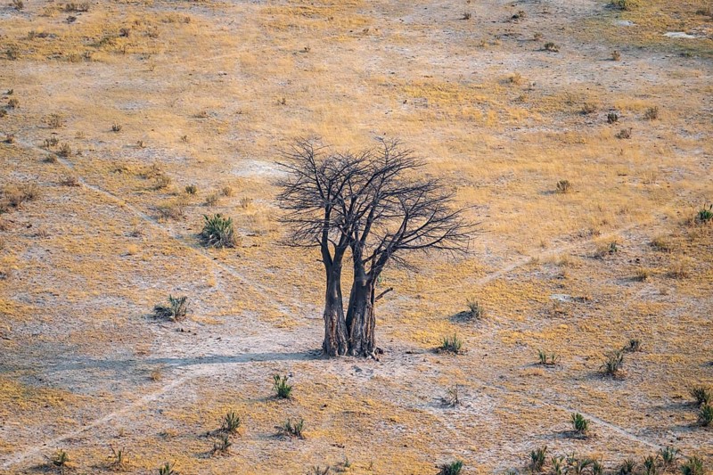 Baobab, landscape, aerial view of the Okavango Delta, near Maun, Okavango Delta, Botswana