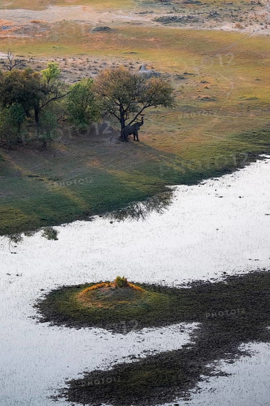 Elephant in a tree, landscape, aerial view of the Okavango Delta, near Maun, Okavango Delta, Botswana