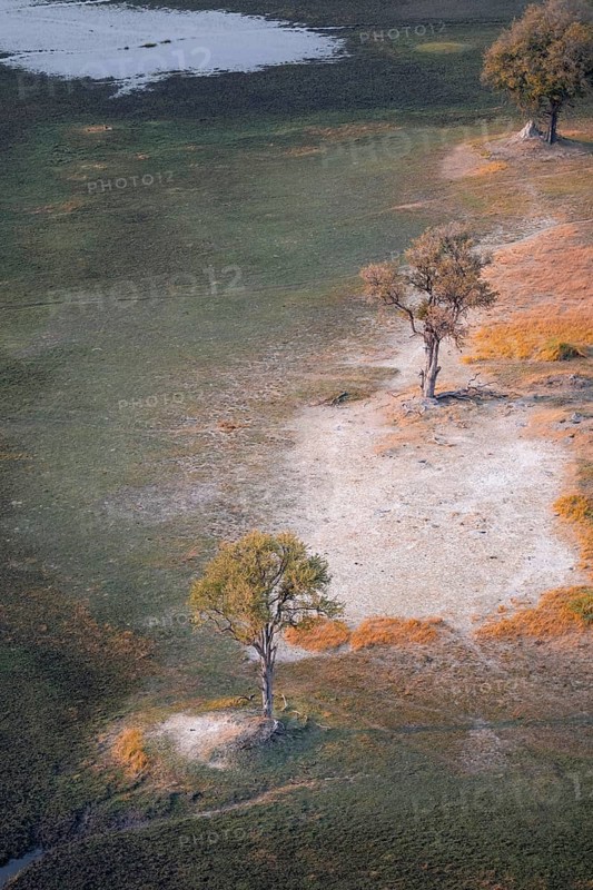 Trees in the savanna, landscape, aerial view of the Okavango Delta, near Maun, Okavango Delta, Botswana
