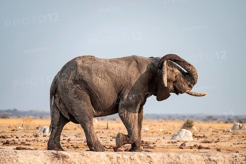 African elephant (Loxodonta africana) scratches its trunk behind its ears, Lustig, Nxai Pan National Park, Botswana