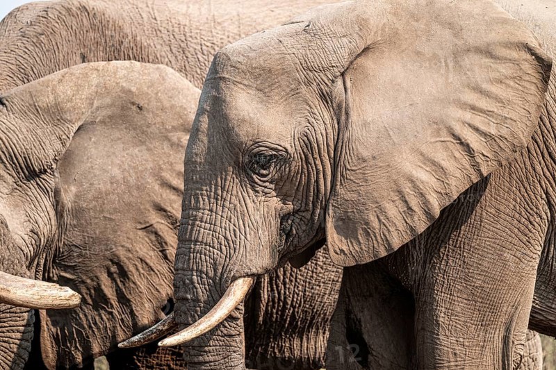 Animal portrait, African elephant (Loxodonta africana), at waterhole, Nxai Pan National Park, Botswana