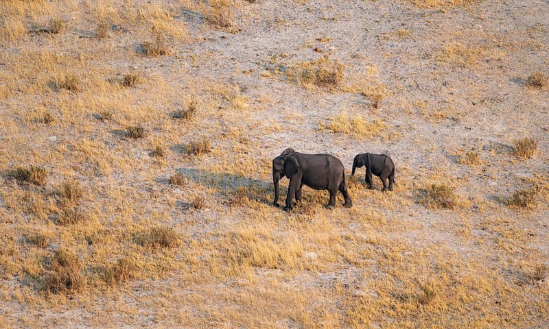 African elephant (Loxodonta africana) with young in dry savanna, aerial view, Okavango Delta, Botswana