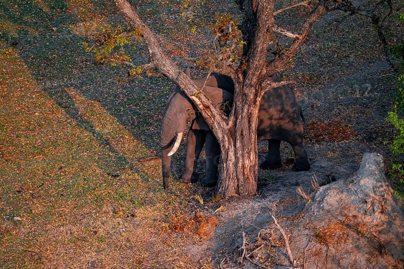 African elephant (Loxodonta africana) next to a tree in dry savanna, aerial view, Okavango Delta, Botswana