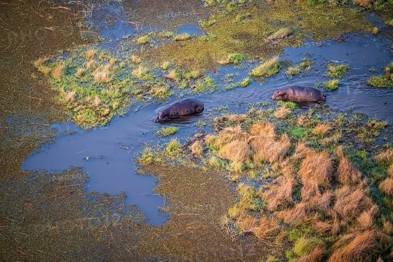 Two hippos (Hippopatamus amphibius) in water, swamp, aerial view, Okavango Delta, Botswana