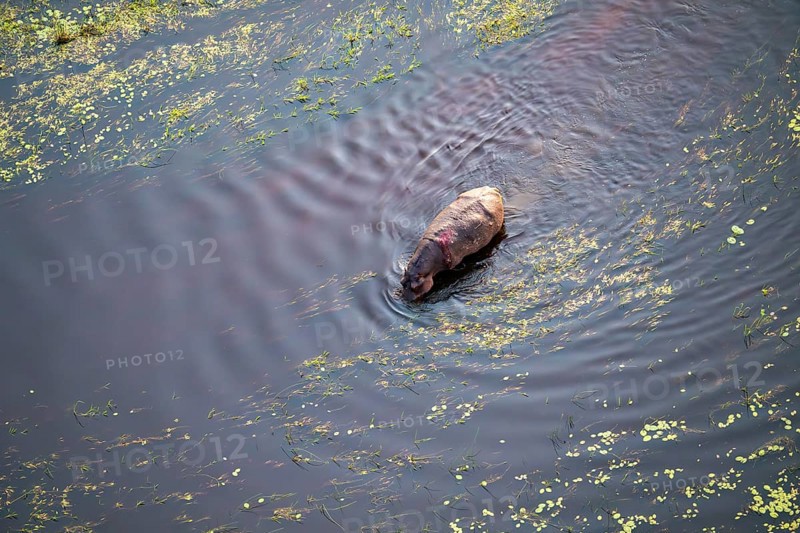 Single hippopatamus (Hippopatamus amphibius) with injury in water, aerial view, Okavango Delta, Botswana