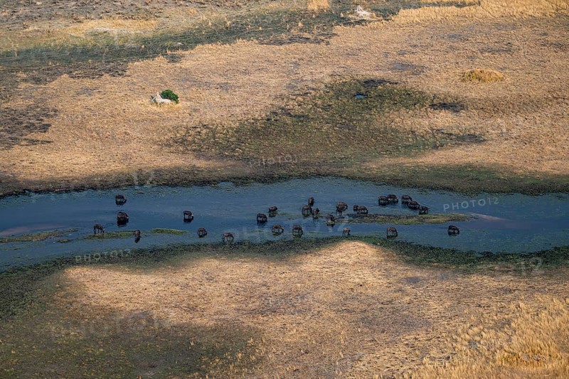 Kaffir buffalo (Syncerus caffer caffer), flock drinking in the river, aerial view, Okavango Delta, Botswana