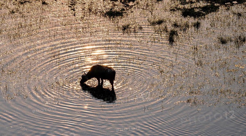 Single kaffir buffalo (Syncerus caffer caffer), sunrise, drinking in the river, aerial view, Okavango Delta, Botswana
