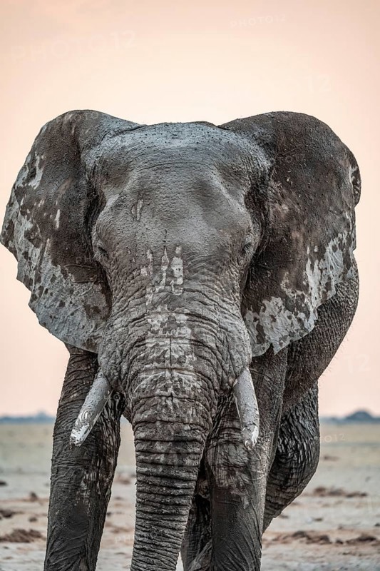 Animal Portrait, Dramatic African Elephant (Loxodonta africana), at a waterhole, Nxai Pan National Park, Botswana