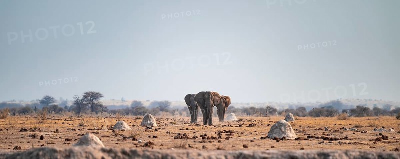 Three African elephants (Loxodonta africana) walk across steppe, coming towards us, Nxai Pan National Park, Botswana