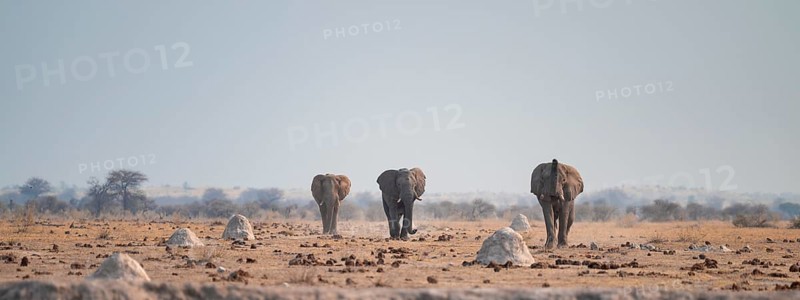 African elephant (Loxodonta africana), at waterhole, Nxai Pan National Park, BotswanaThree African elephants (Loxodonta africana) walk across steppe, coming towards us, Nxai Pan National Park, Botswana