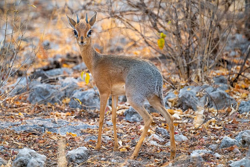 Kirk's Dik-dik (Madoqua kirkii), adult animal in the undergrowth, Etosha National Park, Namibia