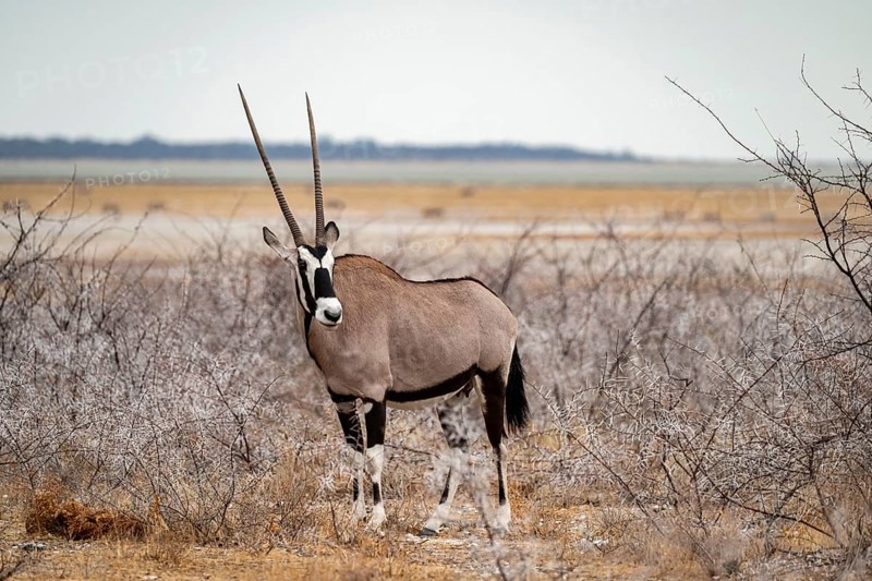Gemsbok, oryx antelope (Oryx gazella), Etosha National Park, Namibia