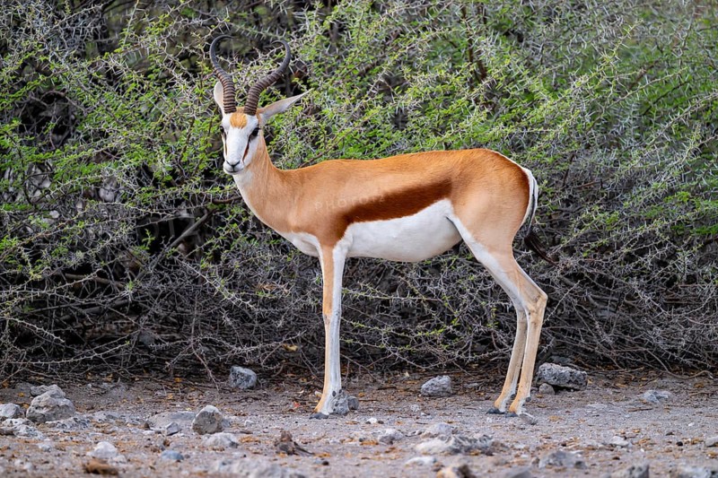 Springbok (Antidorcas marsupialis), Etosha National Park, Namibia