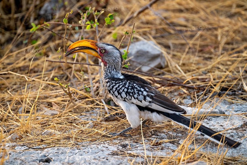 Yellow-billed Hornbill (Tockus leucomelas), Etosha National Park, Namibia