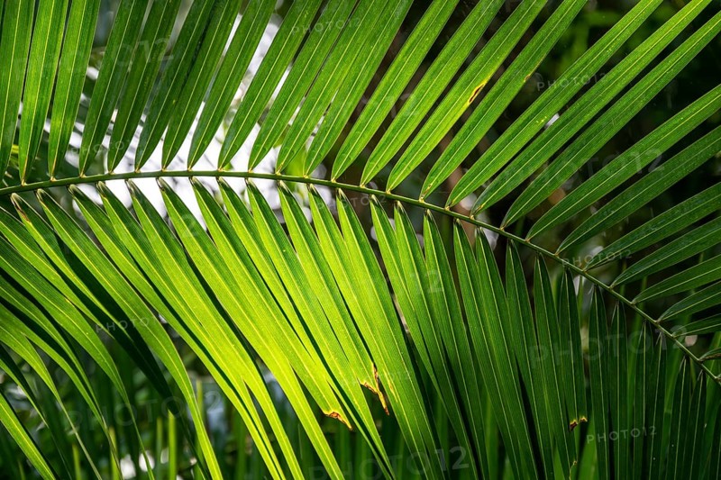 Green palm leaves, beautiful atmosphere and light, Zimbabwe