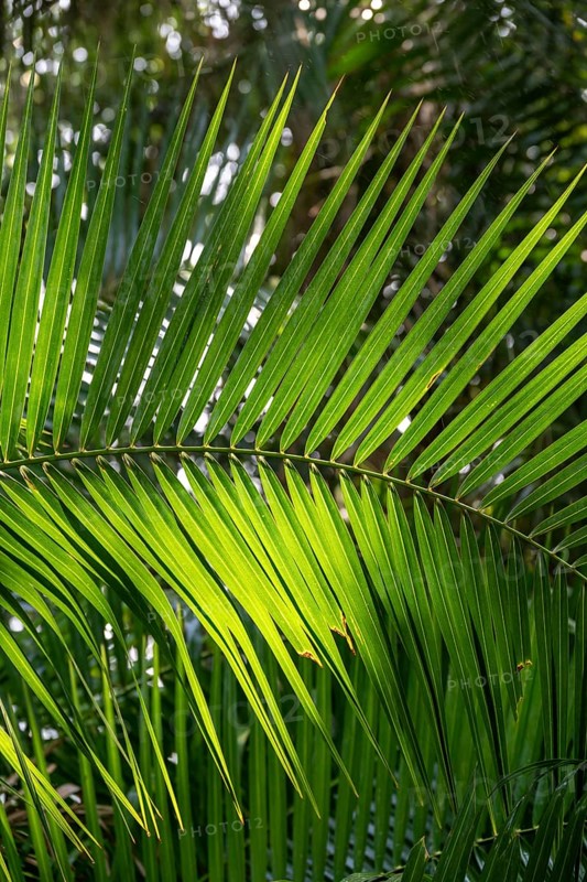 Green palm leaves, beautiful atmosphere and light, Zimbabwe