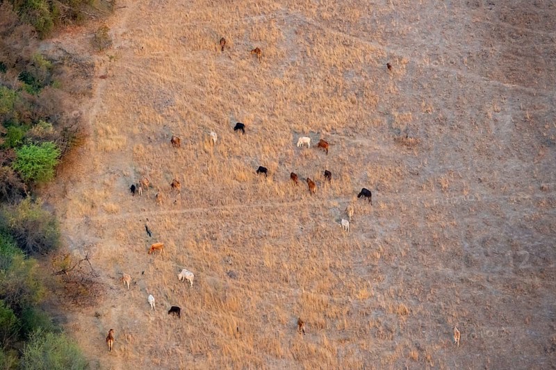 Animal husbandry in dry savanna landscape, near Maun, aerial view, Okavango Delta, Botswana