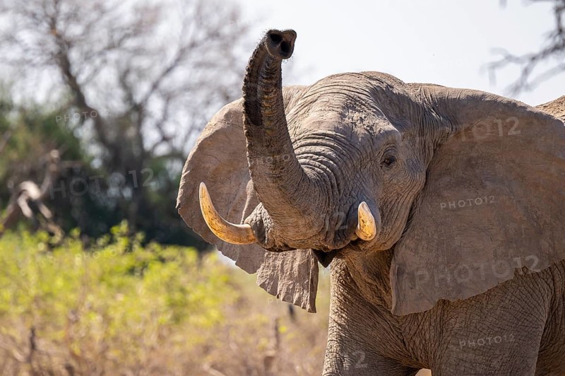 African elephant (Loxodonta africana) sticks trunk into the air, Savuti, Chobe National Park National Park, Botswana