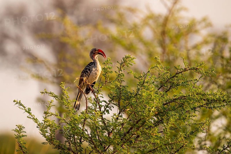 Red-billed toko (Tockus erythrorhynchus), Nxai Pan National Park, Botswana