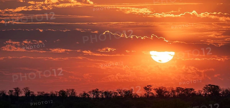 Impressive sunset over the African savanna, silhouette of the horizon with trees in front of the sun, at Halali waterhole, Etosha National Park, Namibia