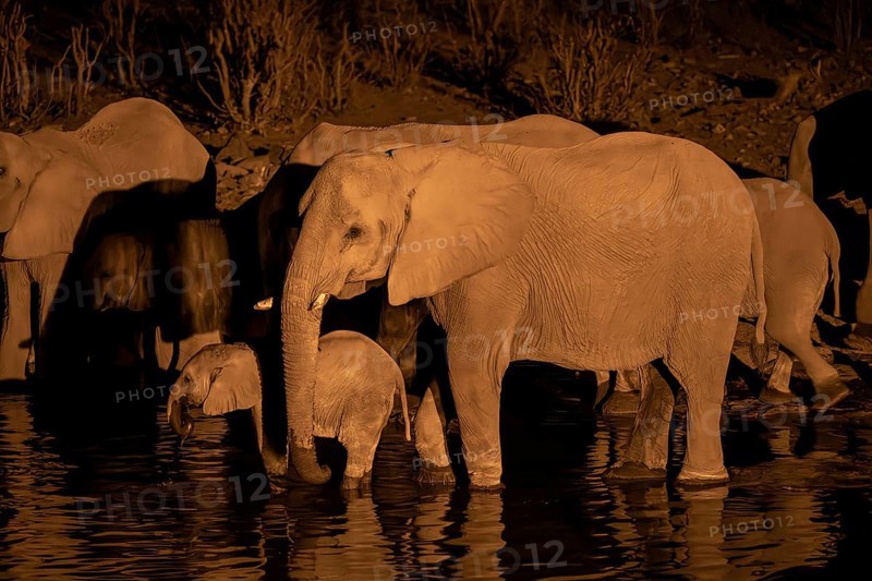 Night view, African elephant (Loxodonta africana), at Halali waterhole, Etosha National Park, Namibia