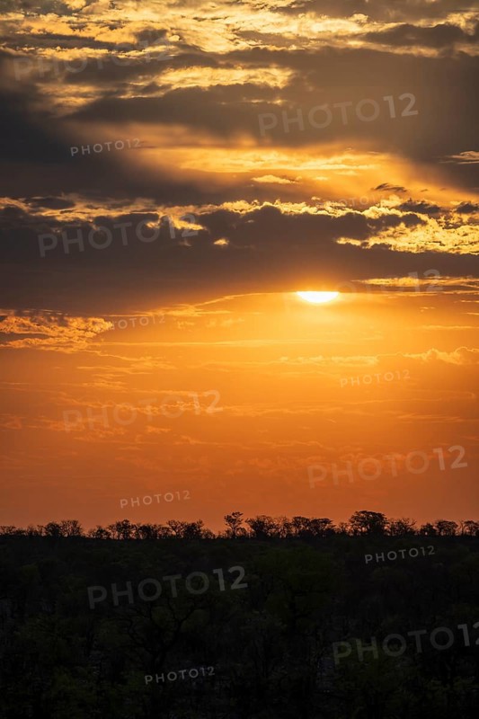 Impressive sunset over the African savanna, silhouette of the horizon with trees in front of the sun, at Halali waterhole, Etosha National Park, Namibia