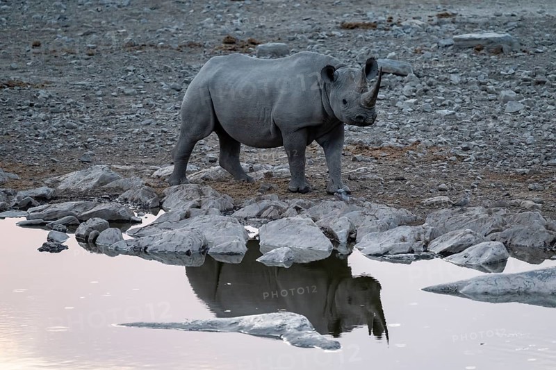Black rhinoceros (Diceros bicornis) at Halali Waterhole, Etosha National Park, Namibia