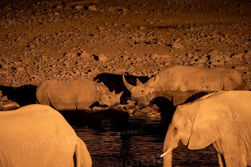 Night view of black rhinoceros (Diceros bicornis) and African elephant at Halali waterhole, Etosha National Park, Namibia