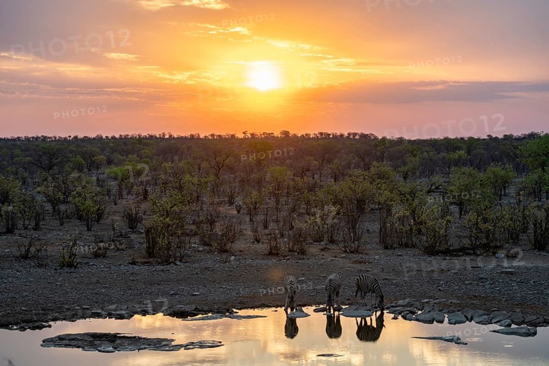 Sunset, steppe zebras (Equus quagga) at Halali waterhole, Etosha National Park, Namibia