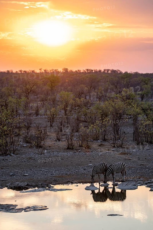 Sunset, steppe zebras (Equus quagga) at Halali waterhole, Etosha National Park, Namibia