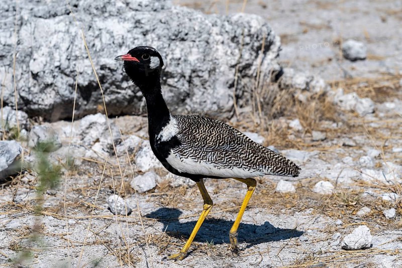 Northern Black Korhaan (Afrotis afraoides), or cackling bustard (Eupodotis afra), male, Etosha National Park, Namibia