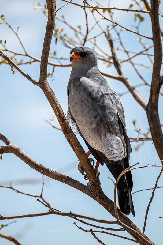 Silver singhawk, also great singhawk (Melierax canorus), Etosha National Park, Namibia